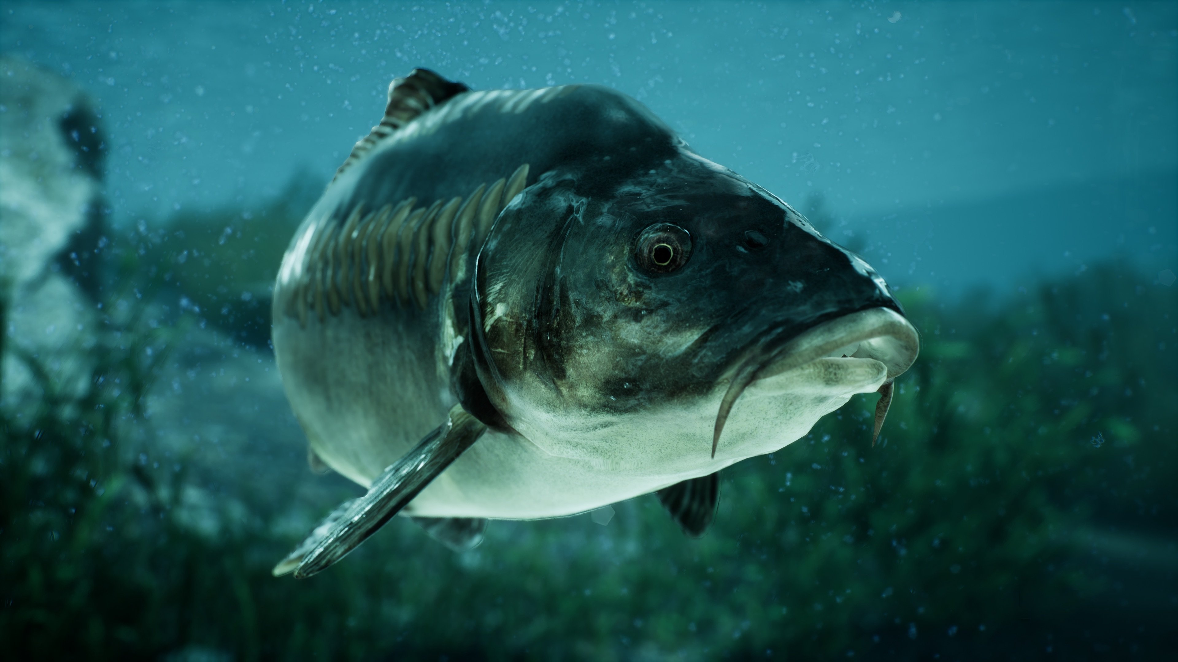 The Catch: Carp & Coarse